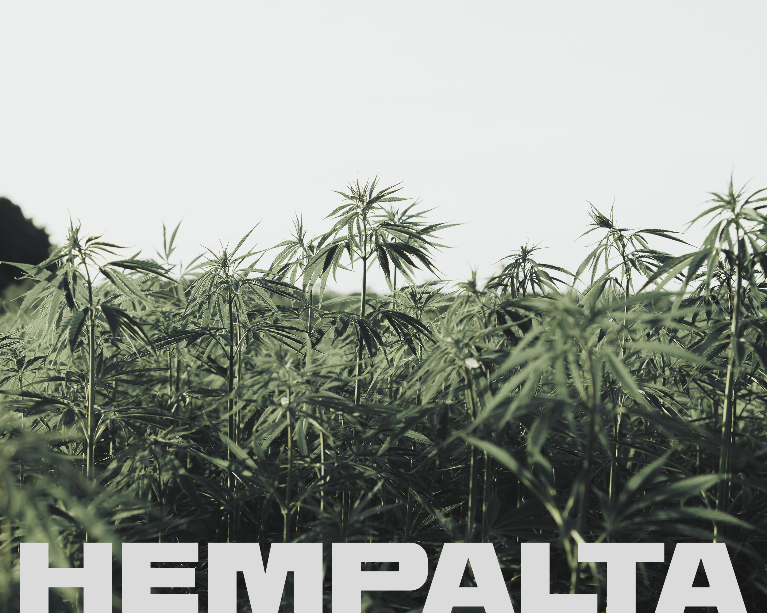Hempalta logo on background of hemp plants